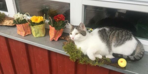 Katze sitzt auf der Fensterbank