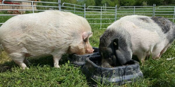 Zwei Schweine am Trog