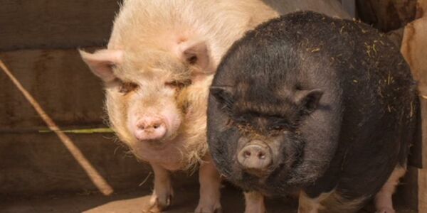 Zwei Schweine