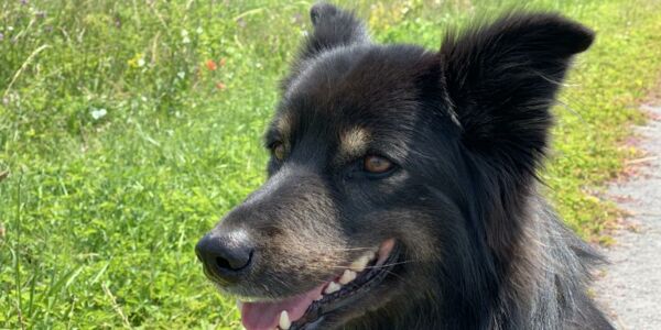 Hund Fenja Portrait