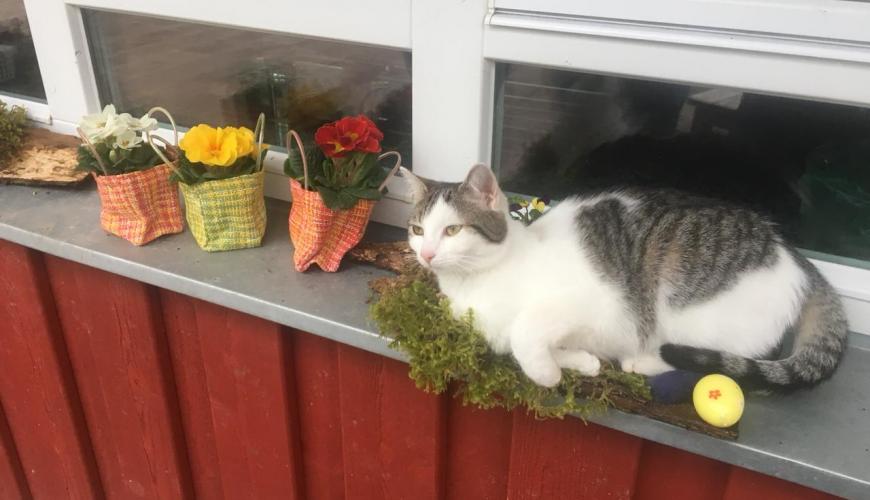 Katze sitzt auf der Fensterbank