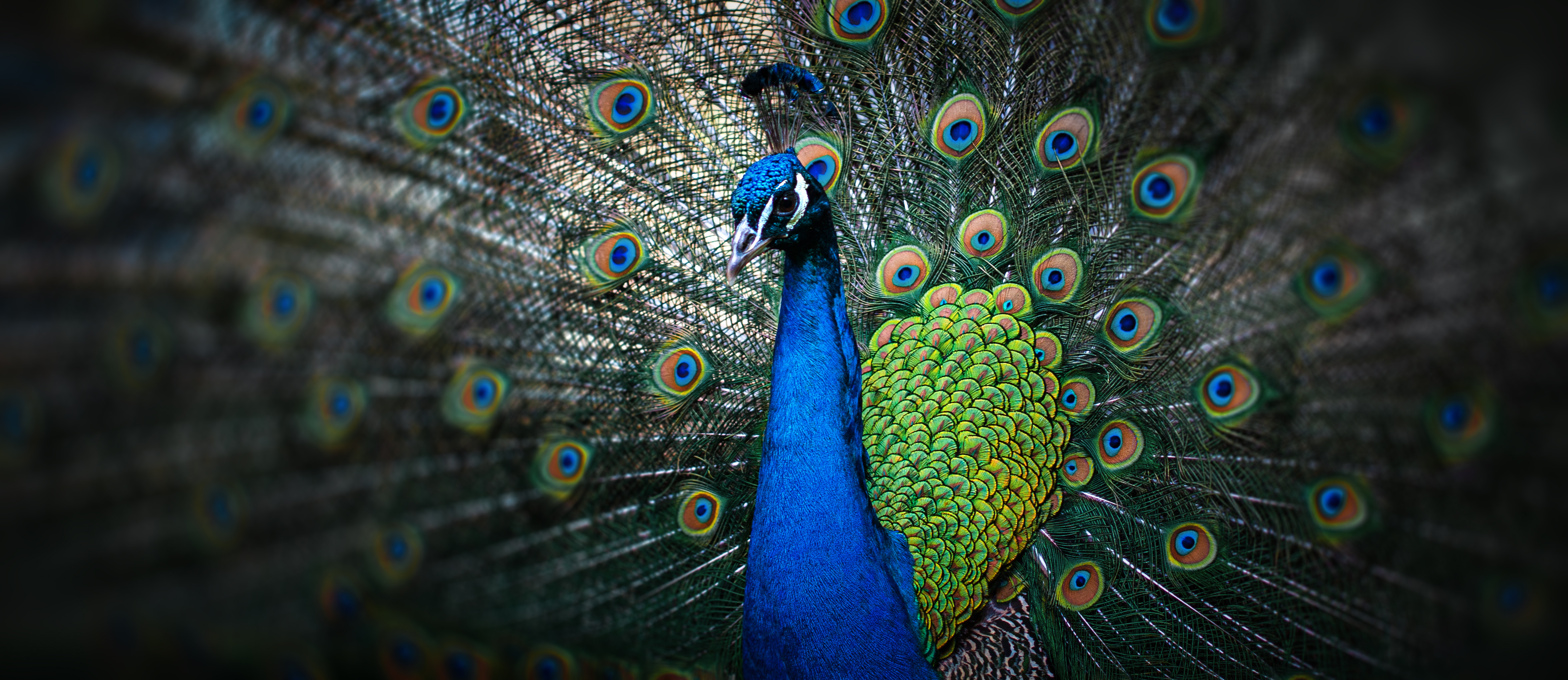 Pfau schlägt Rad